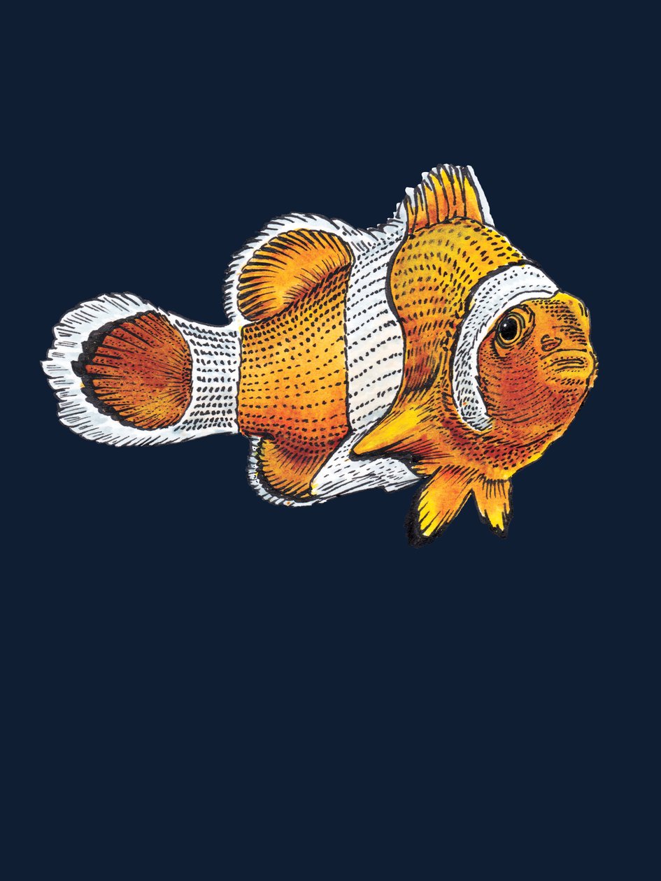 Le Poisson-Clown sur Bleu Nuit - Mike Davis