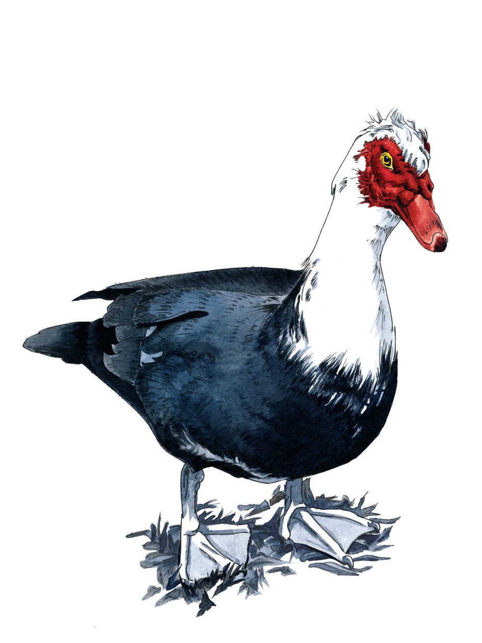 Le canard musqué sur blanc, 2020 - Mike Davis
