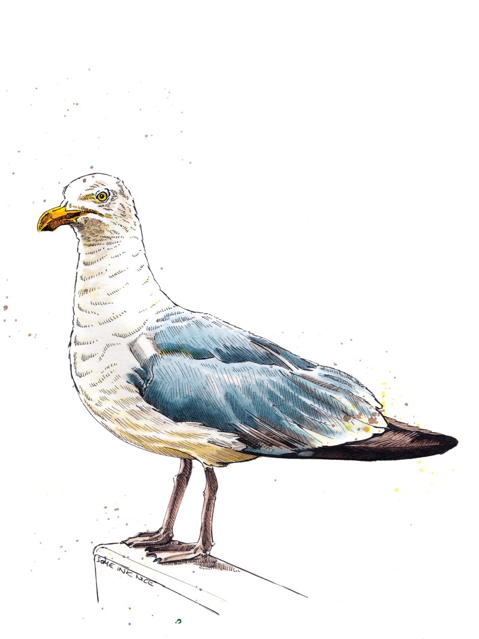 La mouette sur blanc, 2020 - Mike Davis