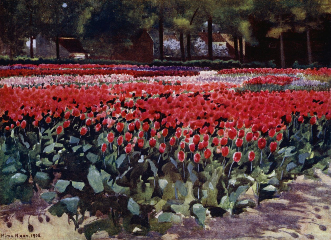 Tulipes à leur apogée - Mima Nixon