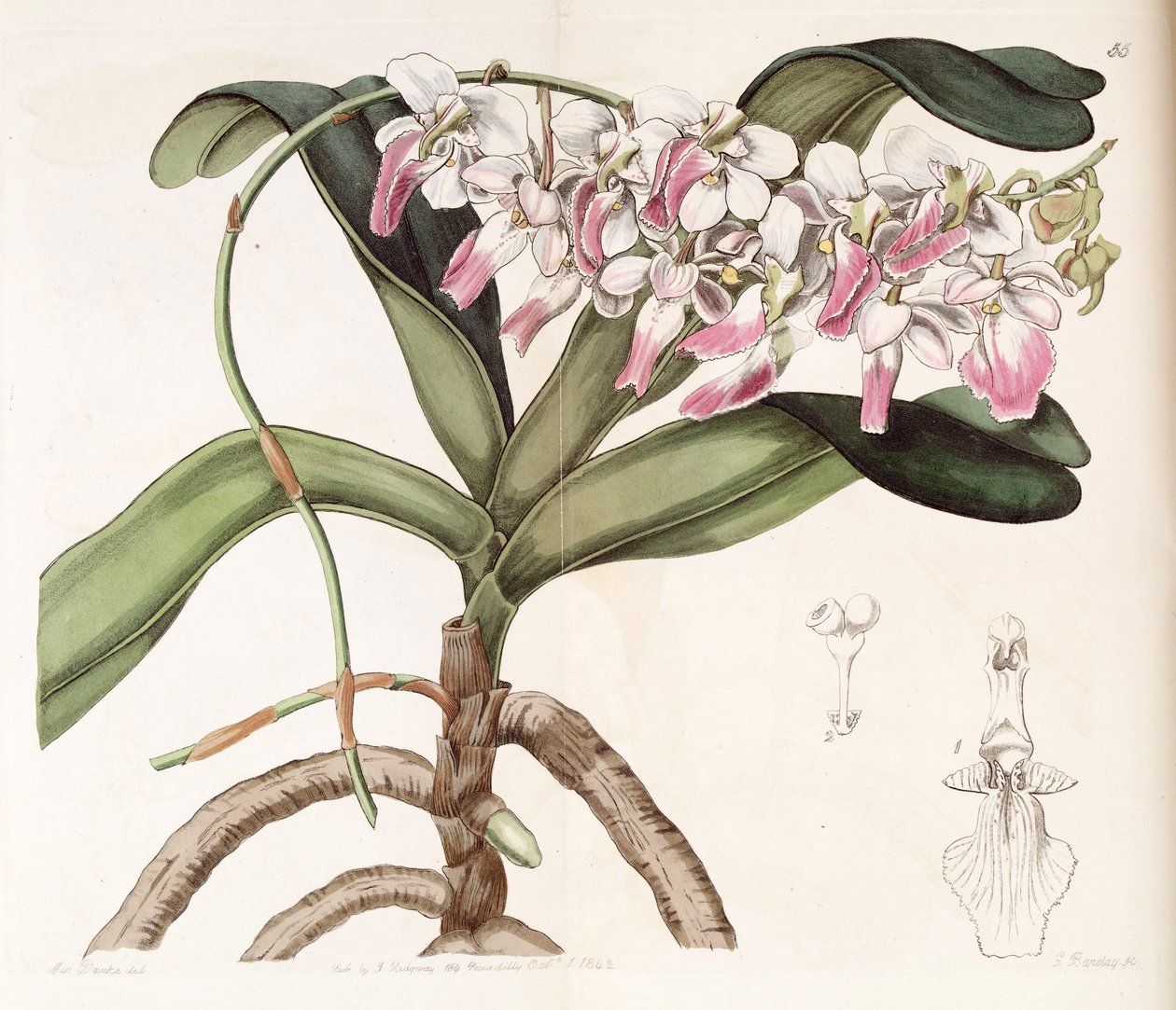 Aerides crispum - Miss Drake