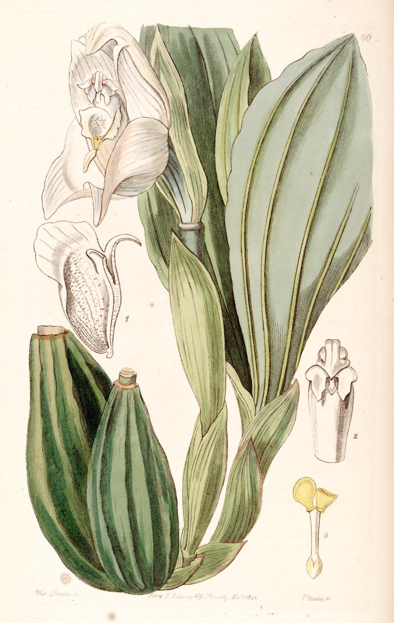 Anguloa uniflora - Miss Drake