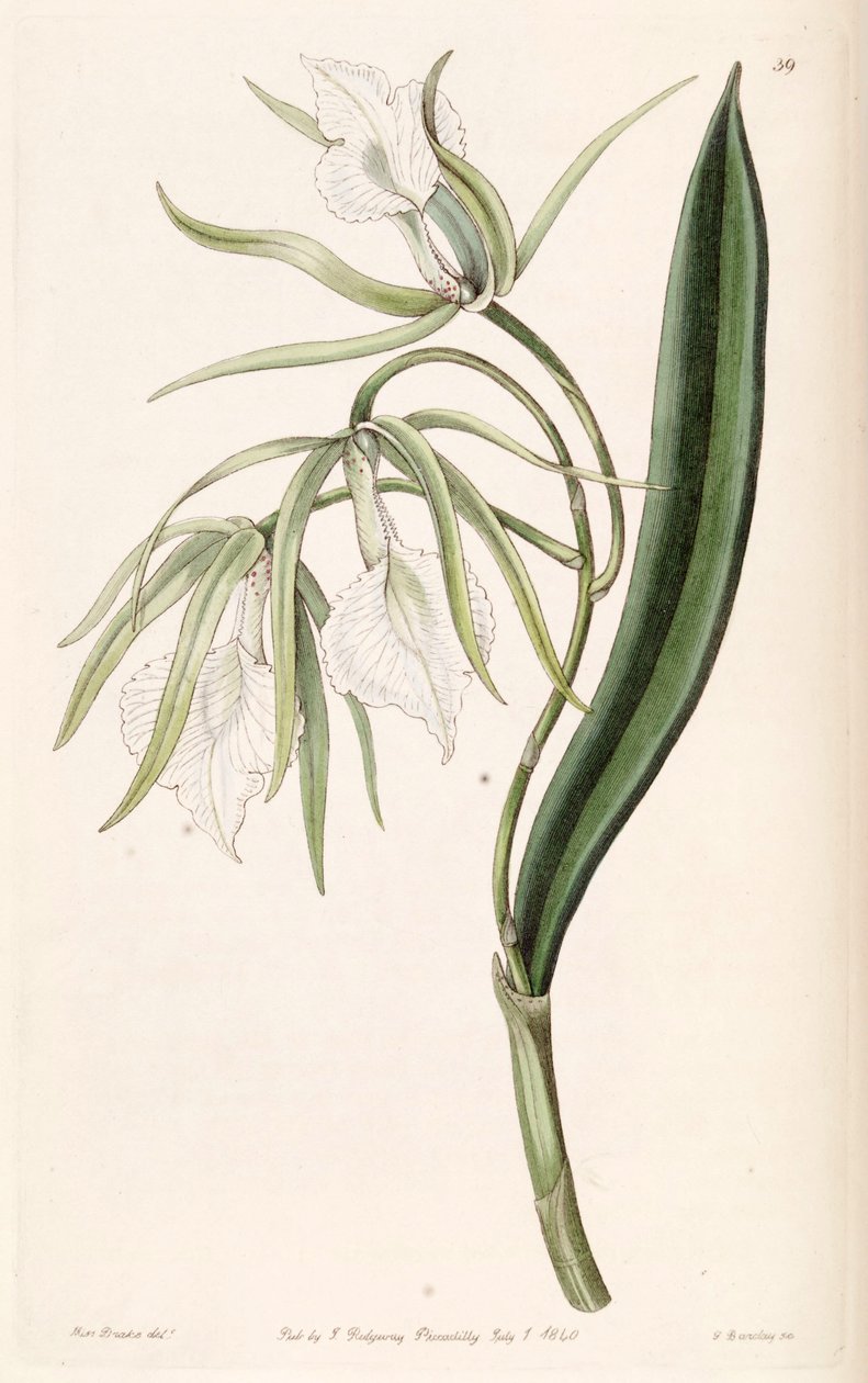 Brassavola venosa - Miss Drake