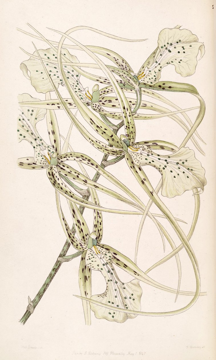 Brassia verrucosa - Miss Drake