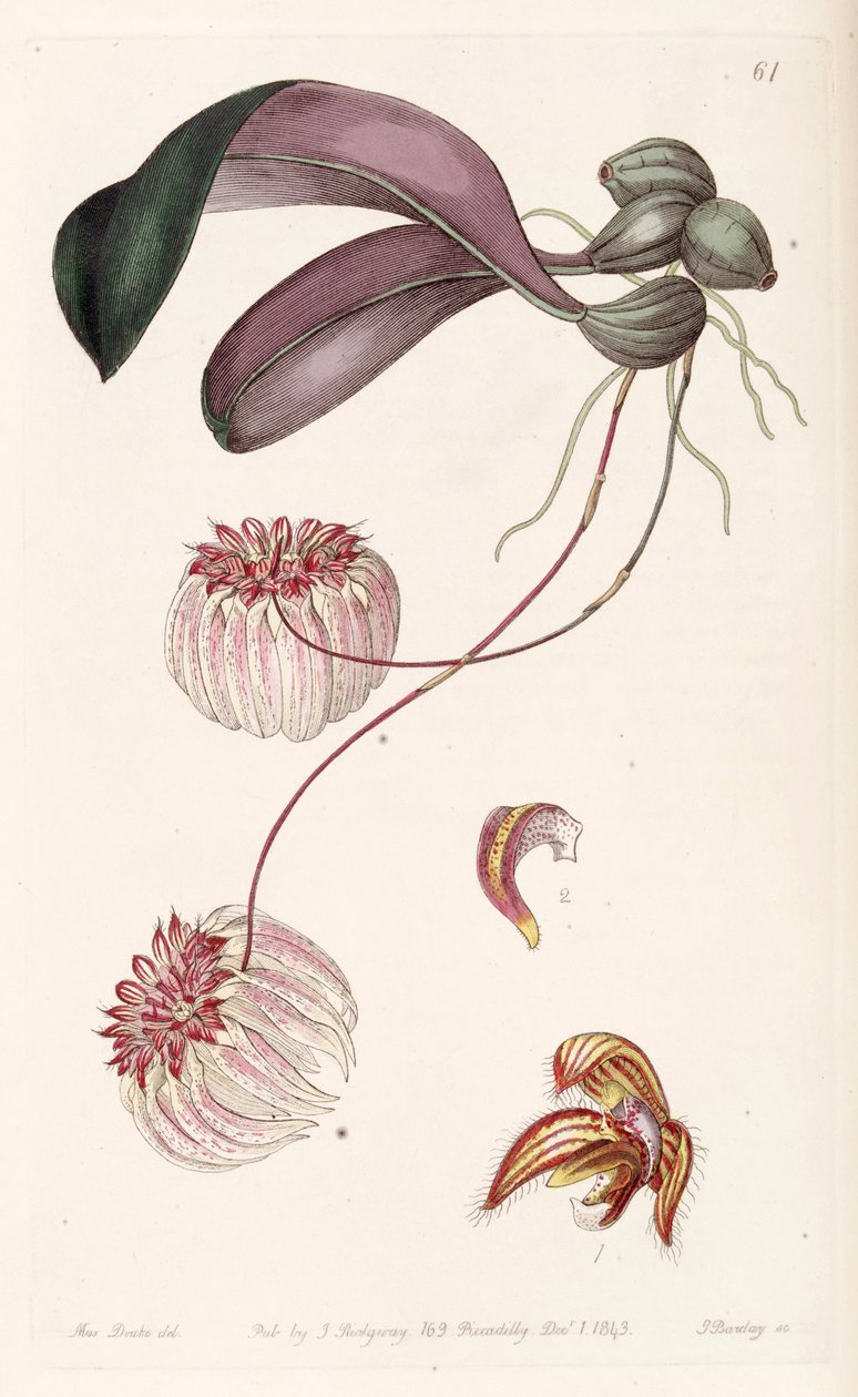Bulbophyllum auratum (comme syn. Cirrhopetalum auratum) - Miss Drake