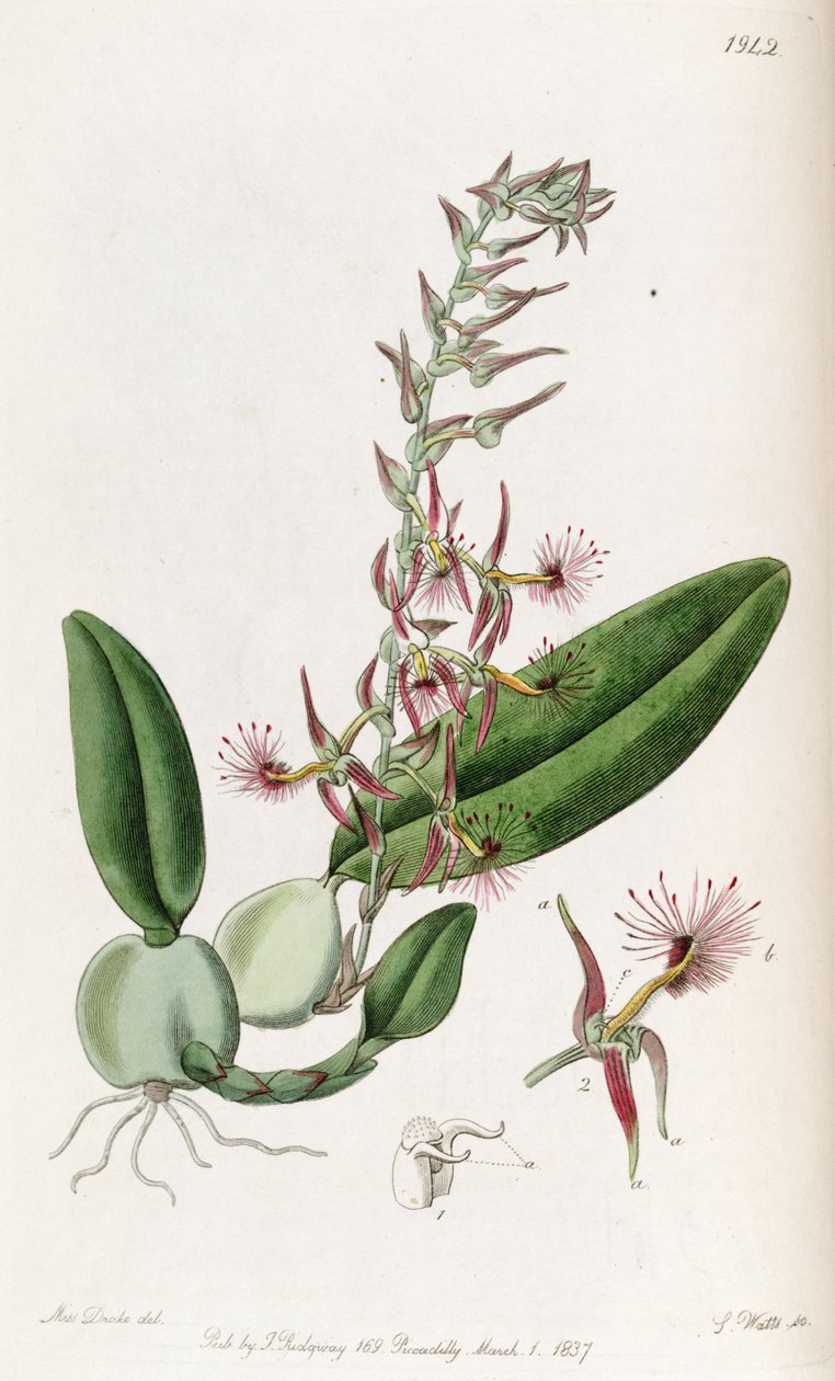 Bulbophyllum barbigerum - Miss Drake