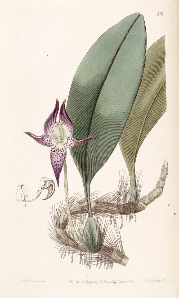 Bulbophyllum macranthum (orthographié Bolbophyllum macranthum) - Miss Drake