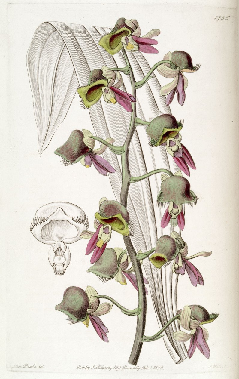 Catasetum discolor (comme syn. Monachanthus discolor) - Miss Drake