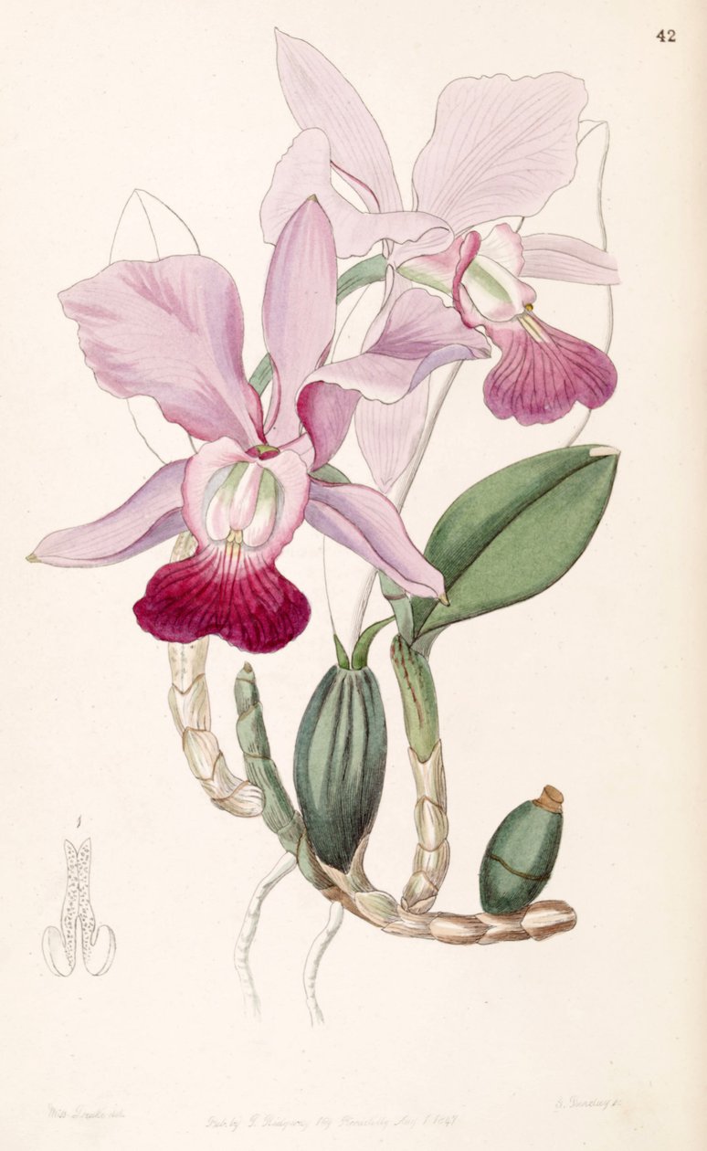 Cattleya walkeriana (syn. Cattleya bulbosa) - Miss Drake