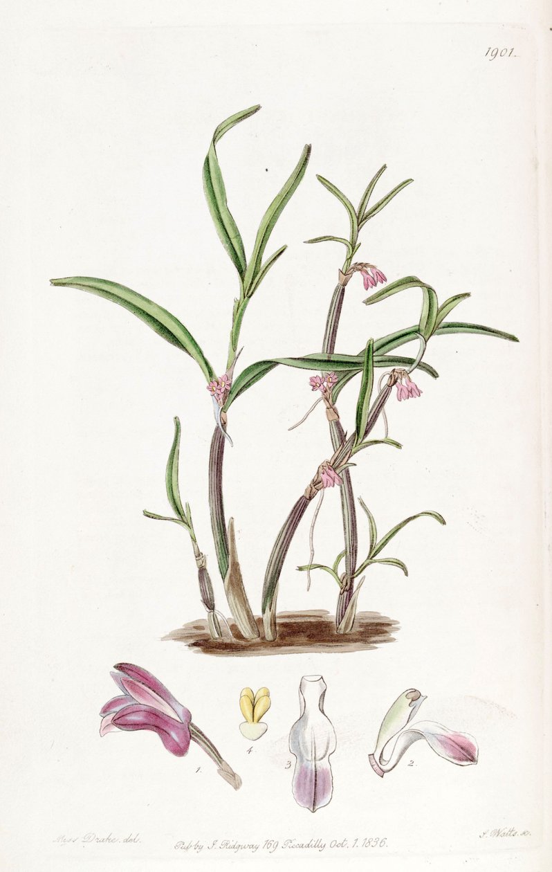 Cladobium graminifolium (comme syn. Scaphyglottis violacea) - Miss Drake