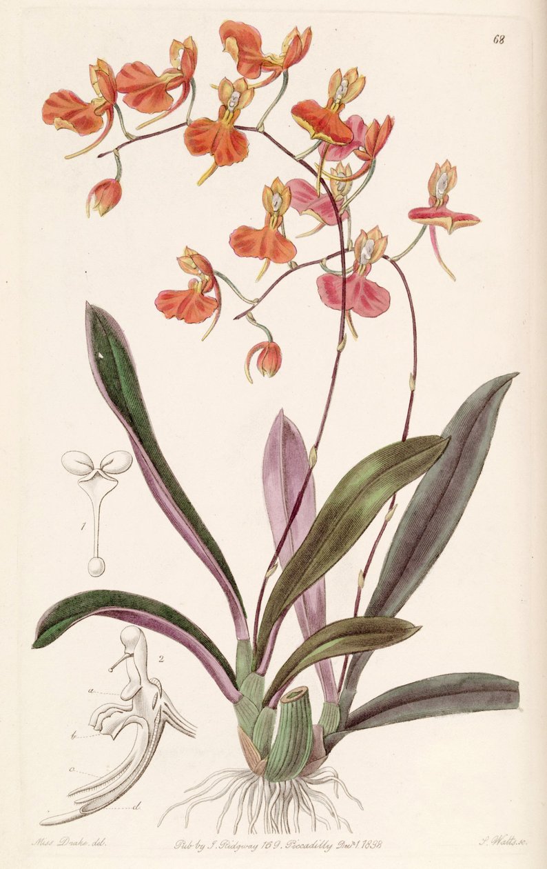 Comparettia coccinea - Miss Drake