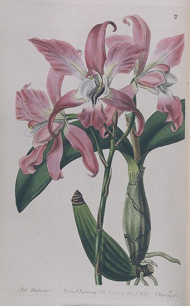 Coryanthes Macrantha publié par I. Ridgway, 1839 - Miss Drake
