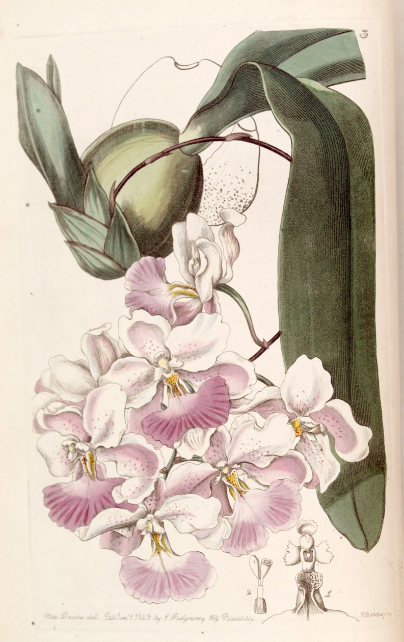 Cuitlauzina pendula - Miss Drake