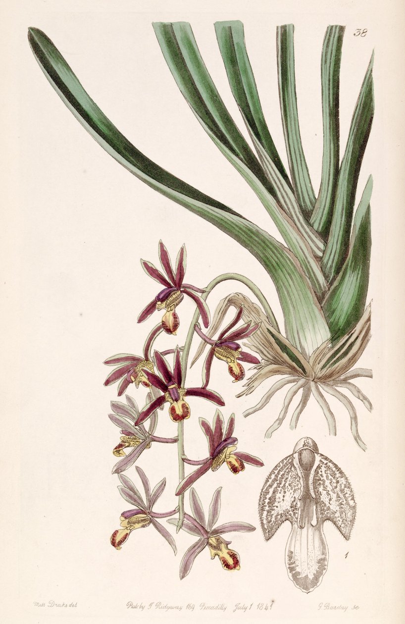Cymbidium bicolor subsp. pubescens - Miss Drake