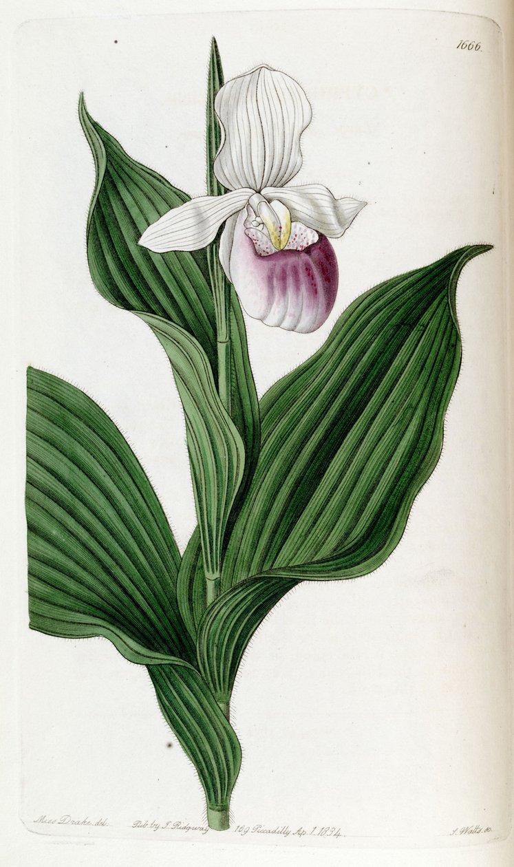 Cypripedium reginae - Miss Drake