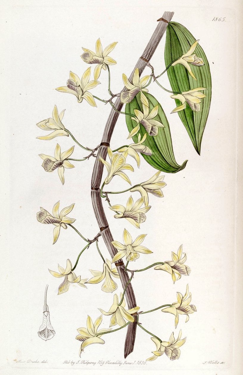 Dendrobium aphyllum - Miss Drake