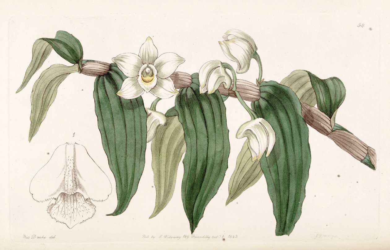 Dendrobium aqueum - Miss Drake
