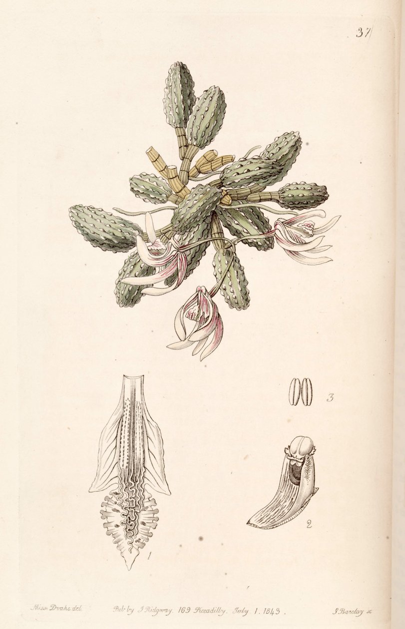 Dendrobium cucumerinum - Miss Drake