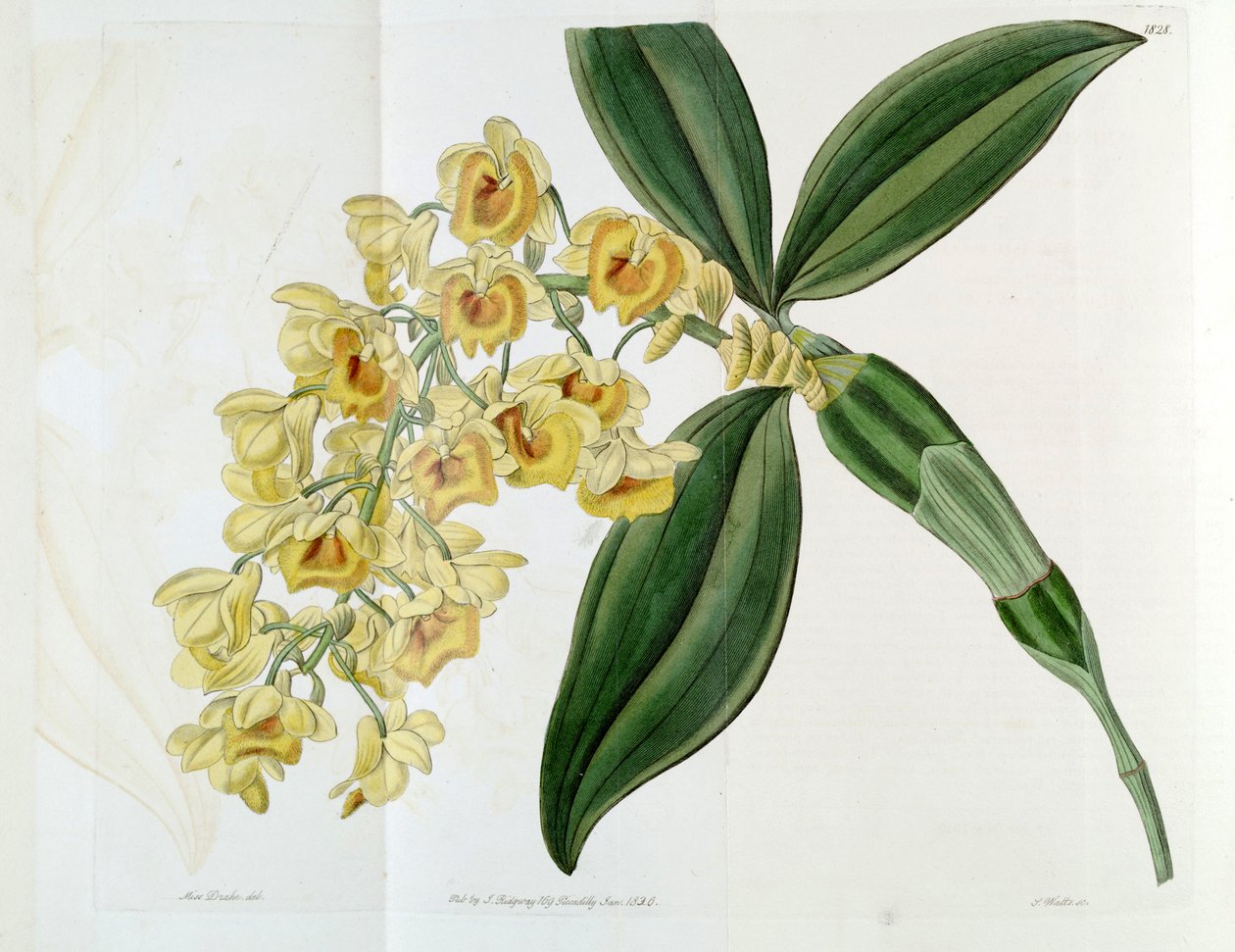 Dendrobium densiflorum - Miss Drake