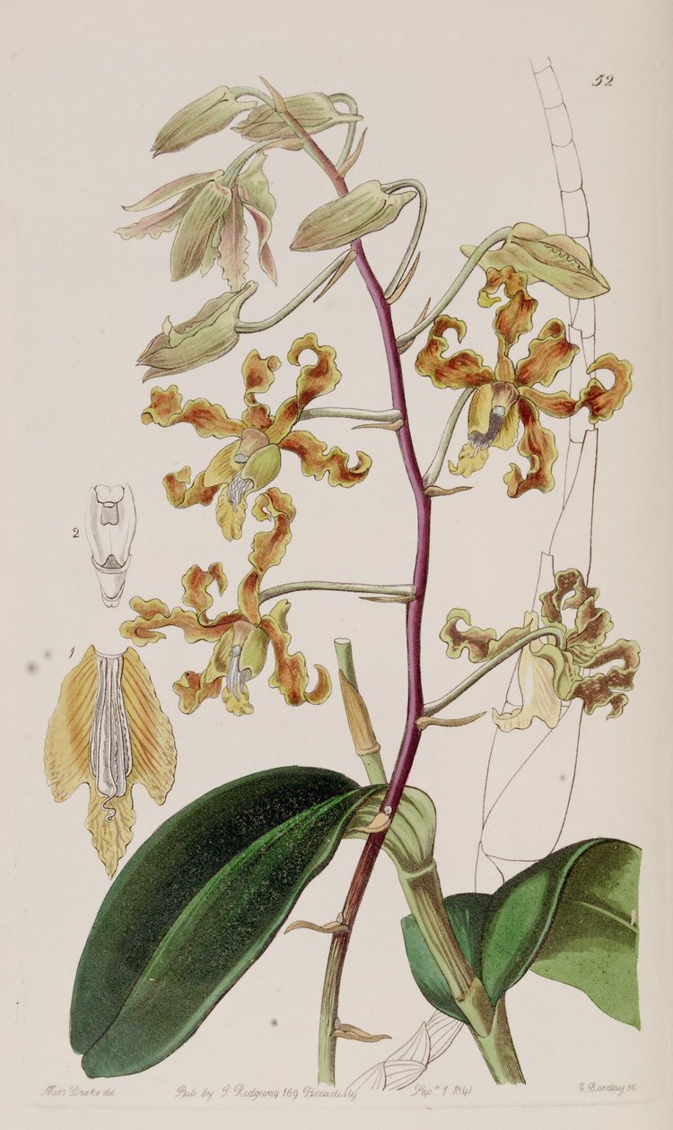 Dendrobium discolor - Miss Drake
