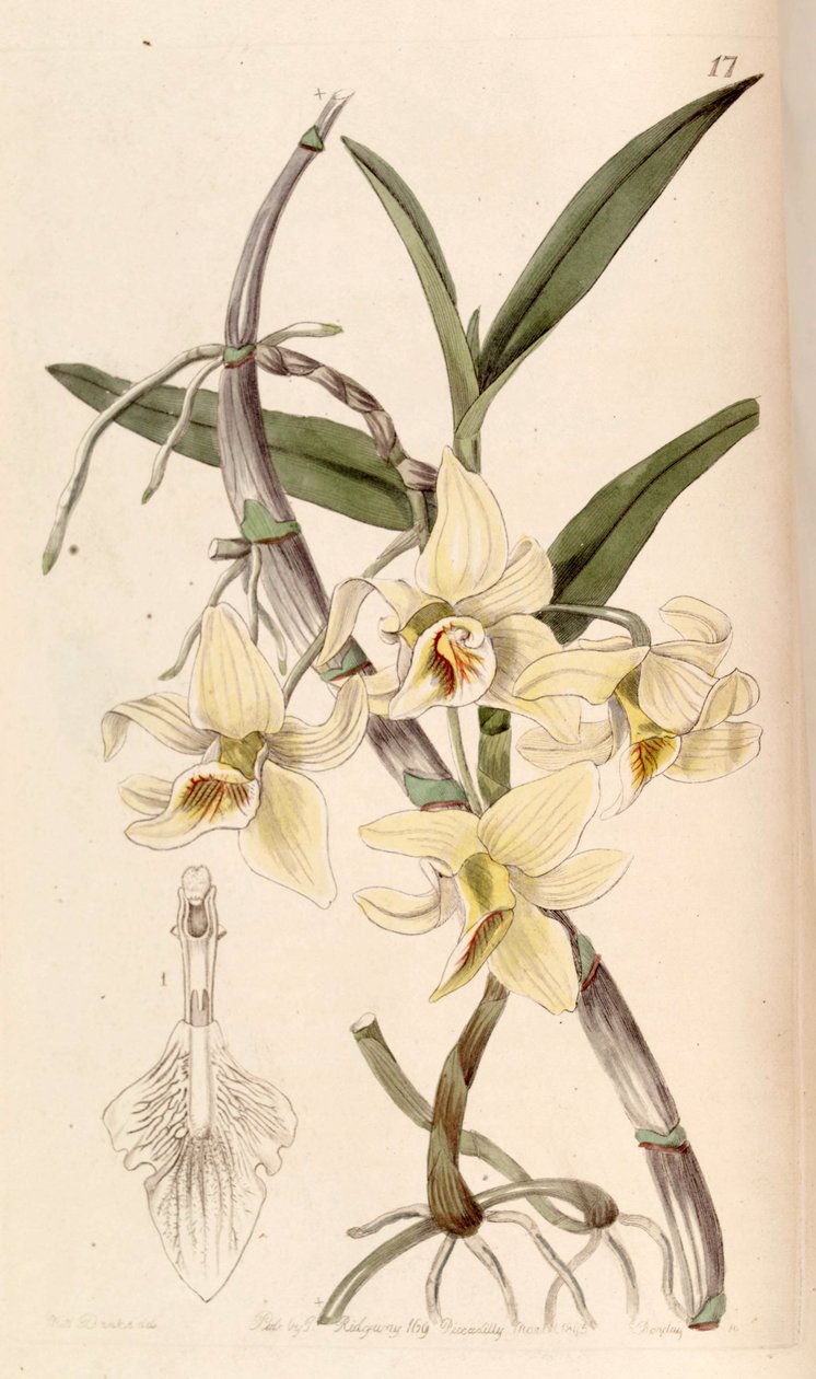 Dendrobium heterocarpum - Miss Drake