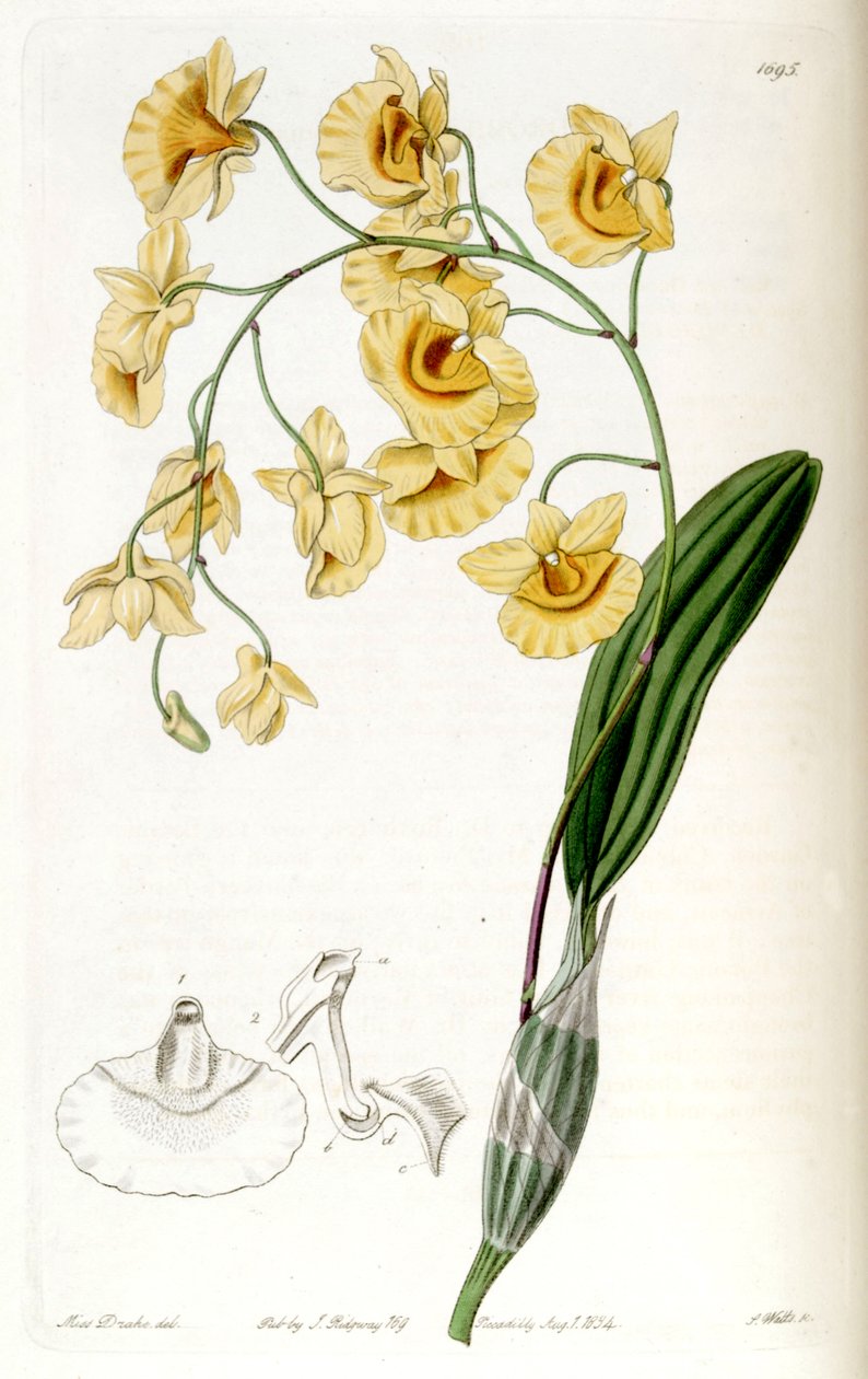 Dendrobium lindleyi (syn. Dendrobium aggregatum) - Miss Drake