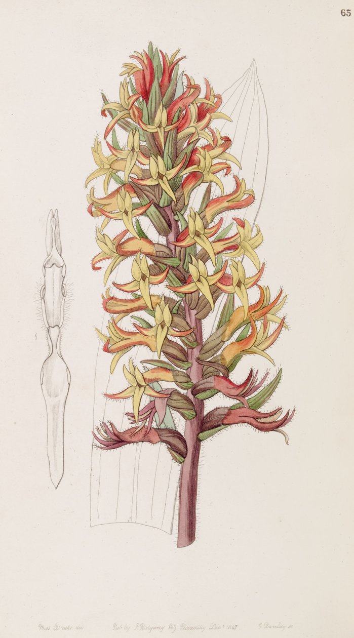 Dichromanthus cinnabarinus (syn. Stenorrhynchos cinnabarinum, orthographié par Lindley comme Stenorhynchus cinnabarinus) - Miss Drake