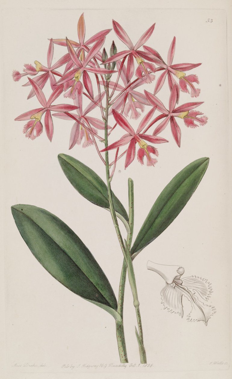 Epidendrum macrocarpum (syn. Epidendrum schomburgkii) - Miss Drake
