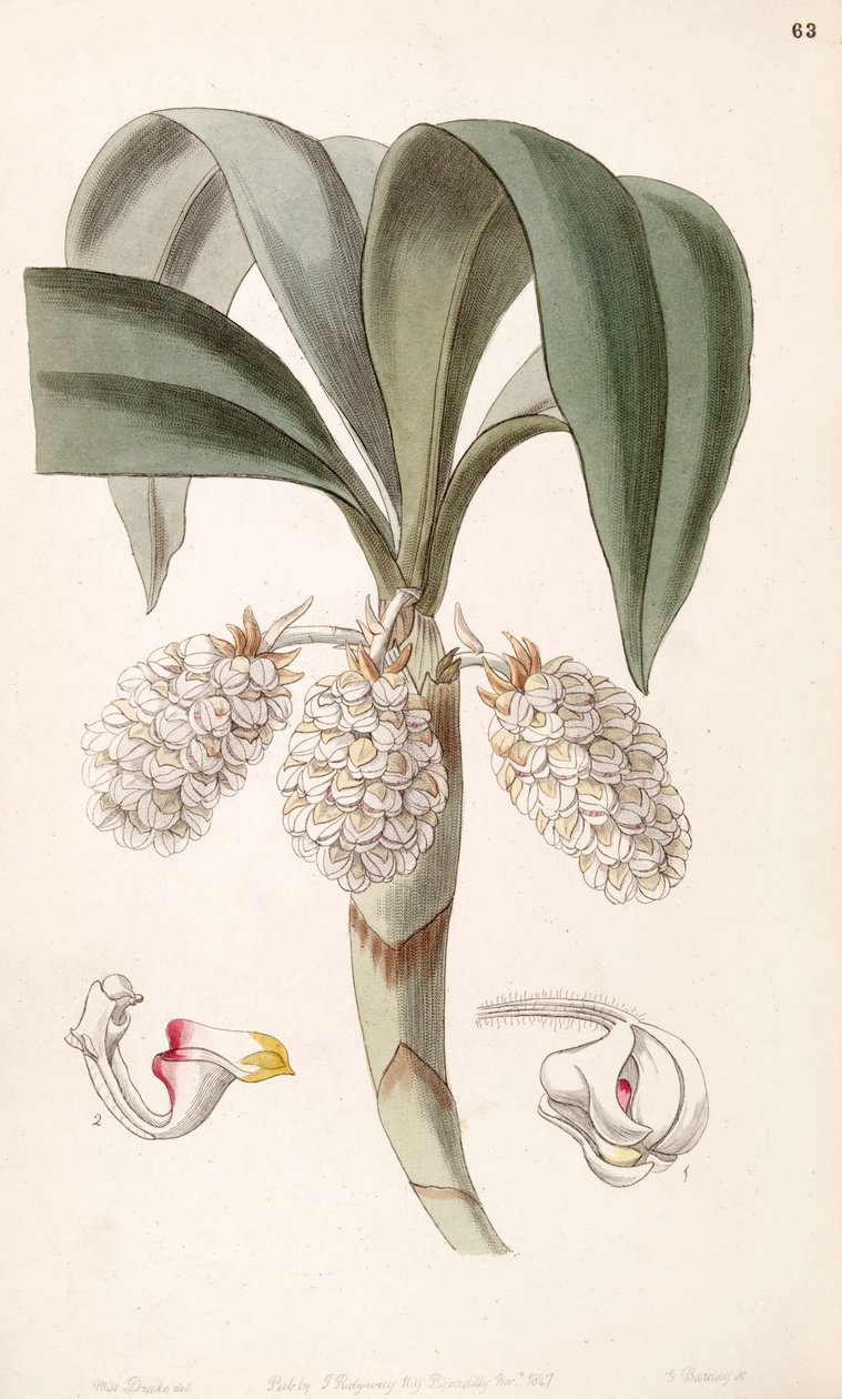 Eria spicata - Miss Drake