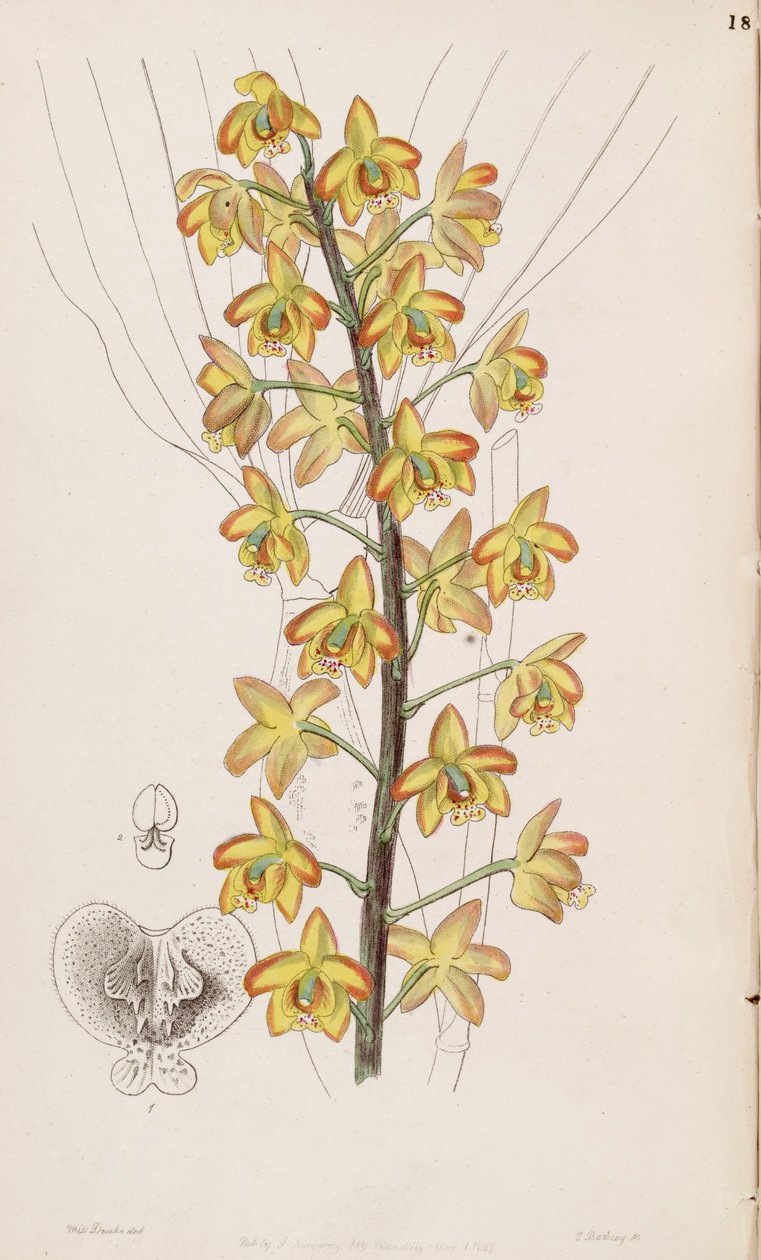 Eriopsis biloba - Miss Drake