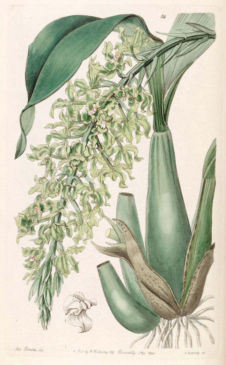 Gomesa crispa (syn. Rodriguezia crispa) - Miss Drake