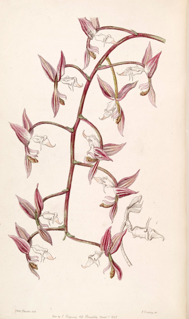 Gongora aromatica - Miss Drake