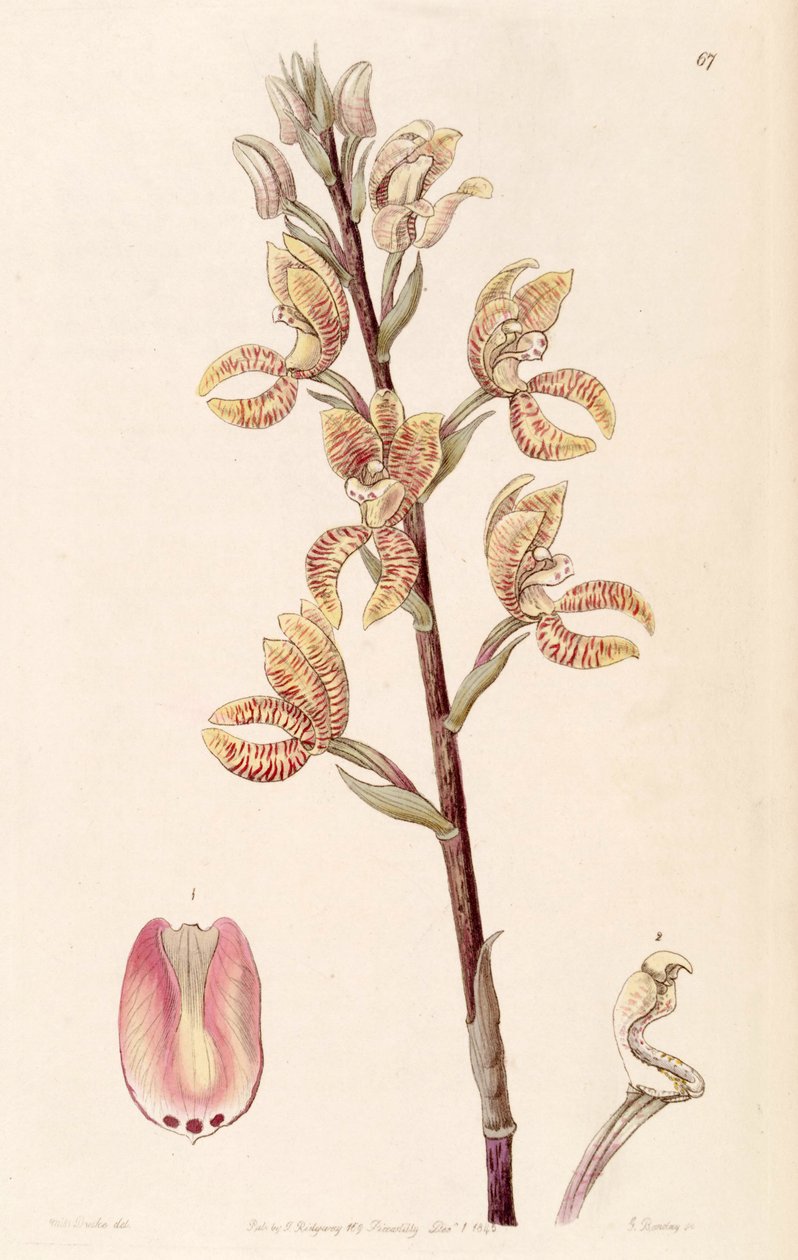 Govenia fasciata - Miss Drake