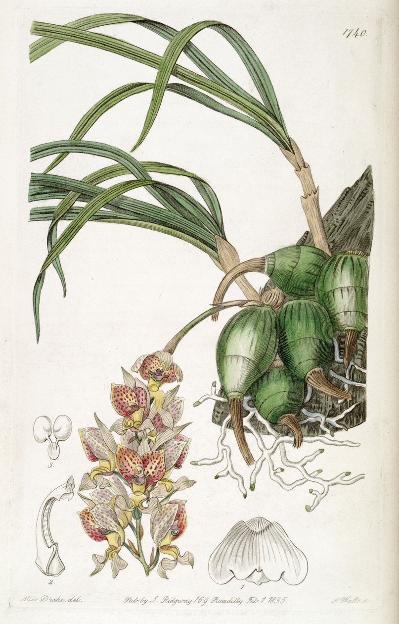 Grobya amherstiae - Miss Drake
