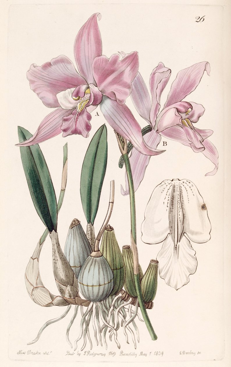 Laelia furfuracea - Miss Drake