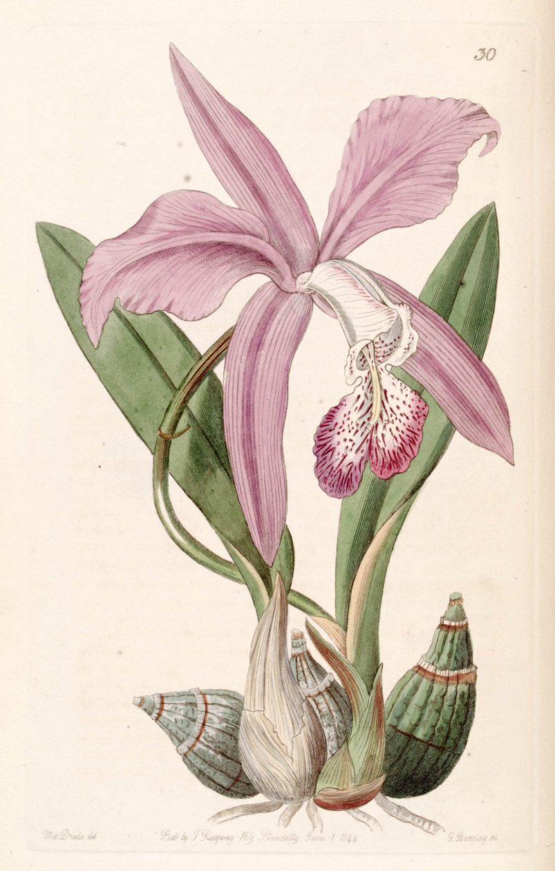 Laelia speciosa - Miss Drake