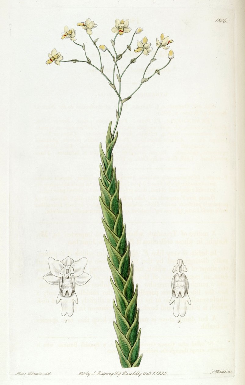 Lockhartia acuta (syn. Fernandezia acuta) - Miss Drake