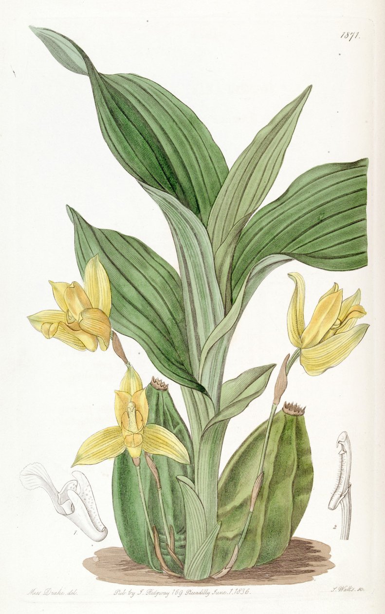 Lycaste aromatica (syn. Maxillaria aromatica) - Miss Drake