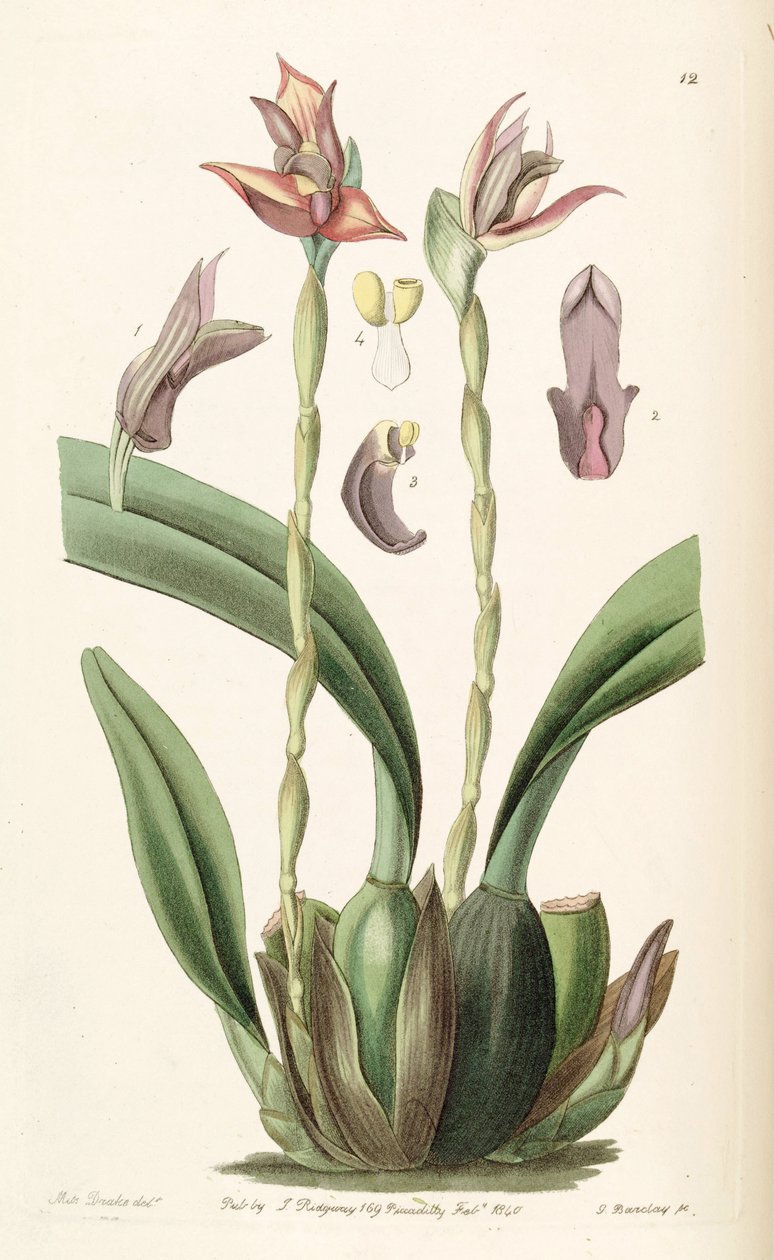 Maxillaria cucullata - Miss Drake