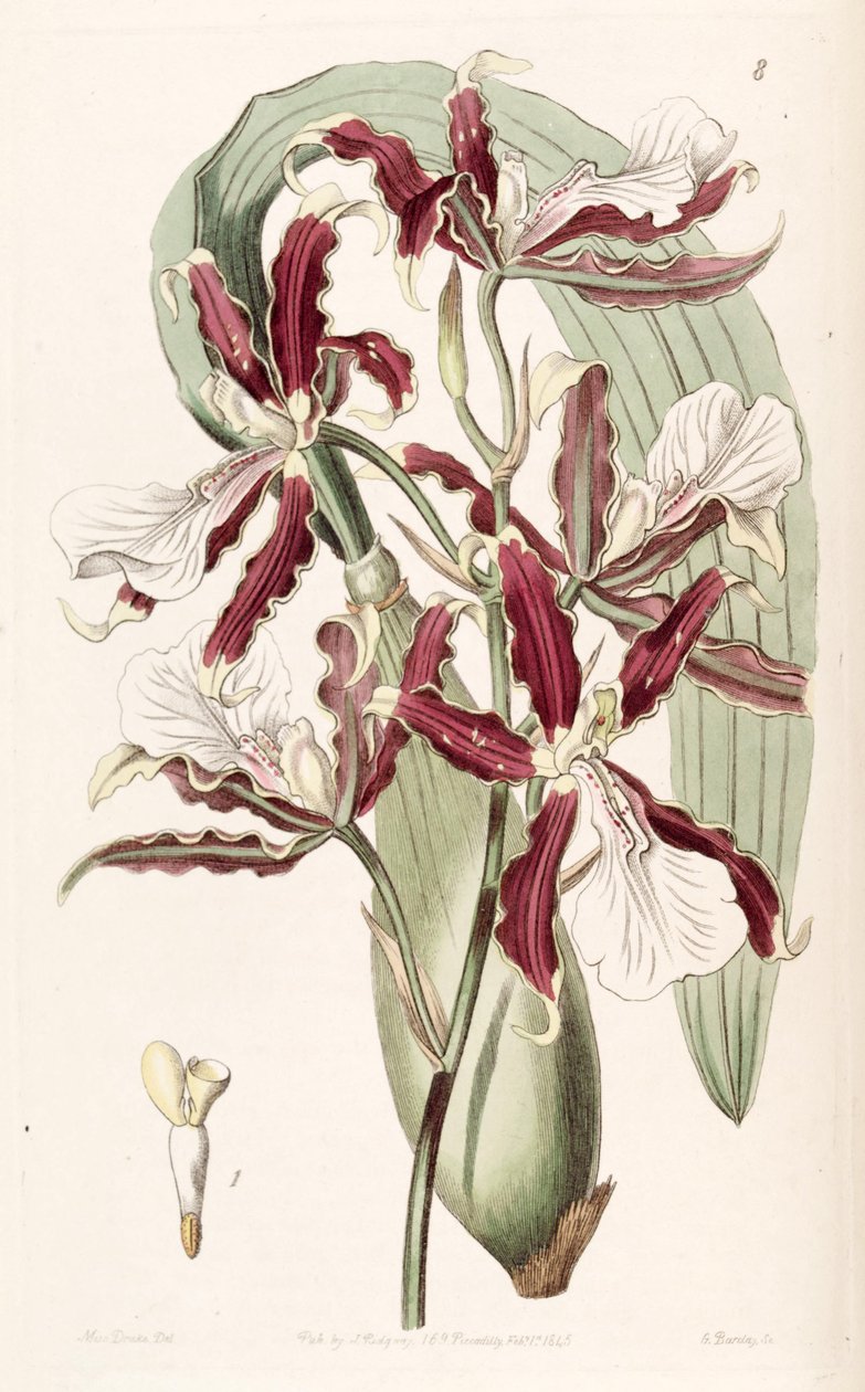 Miltonia cuneata - Miss Drake