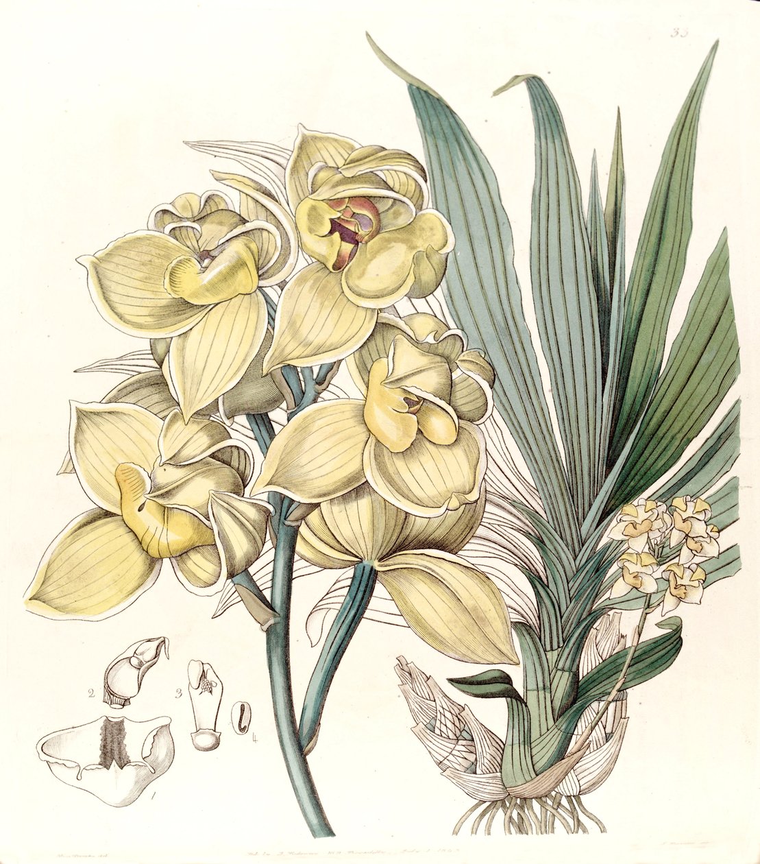 Mormodes luxata (comme Mormodes luxatum) - Miss Drake