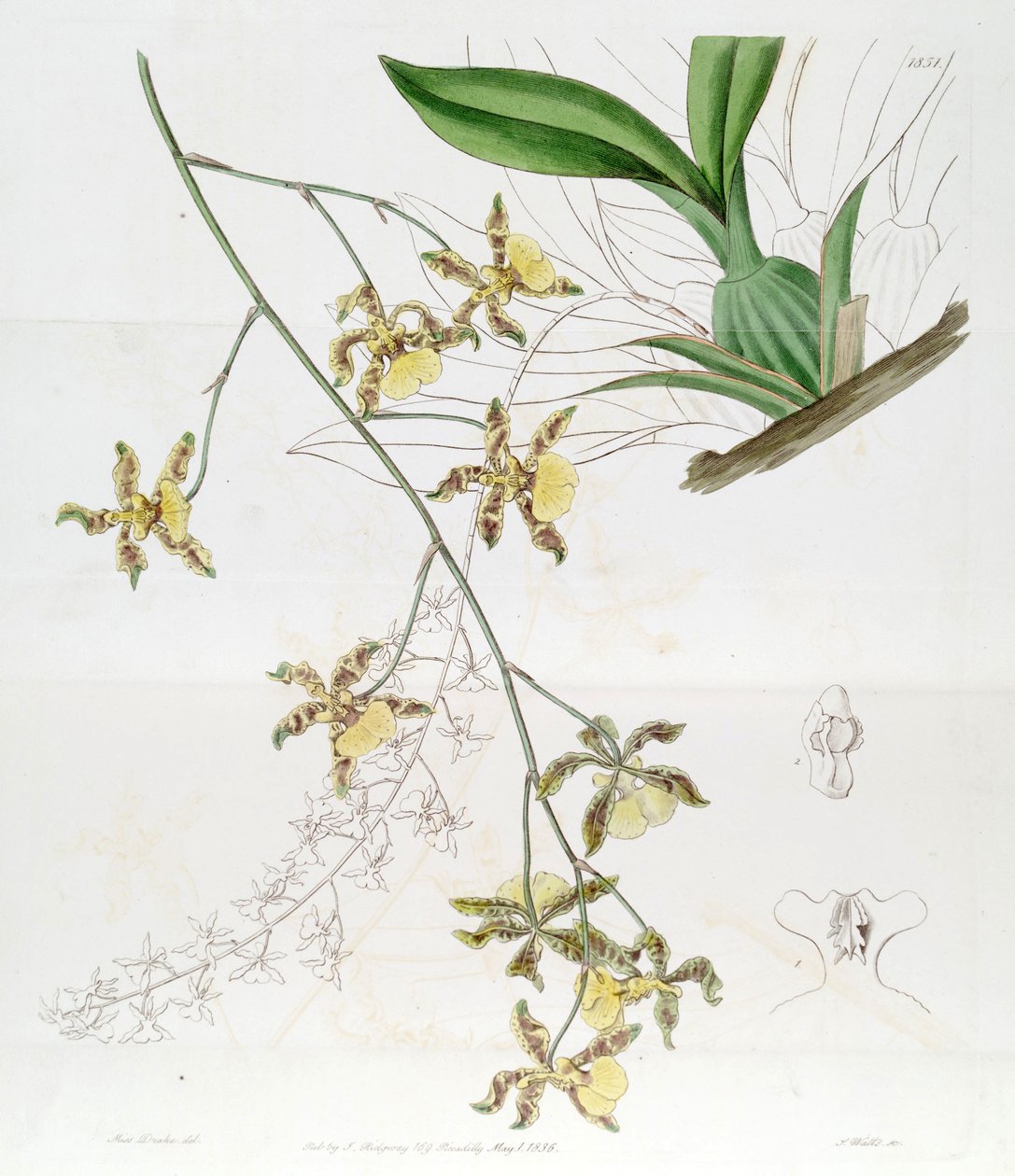 Oncidium altissimum (Jacq.) Sw (Ce dessin n