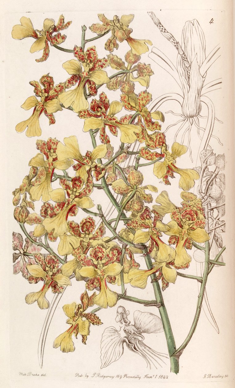 Oncidium cebolleta - Miss Drake