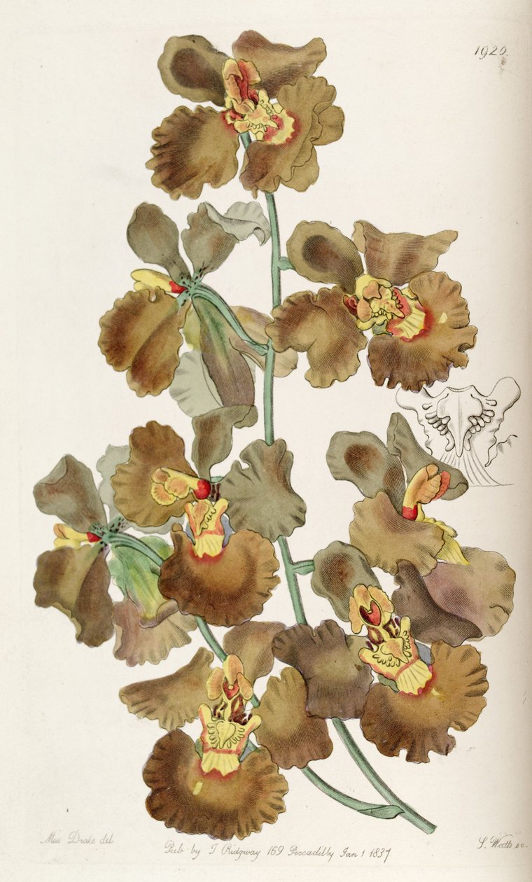 Oncidium crispum - Miss Drake