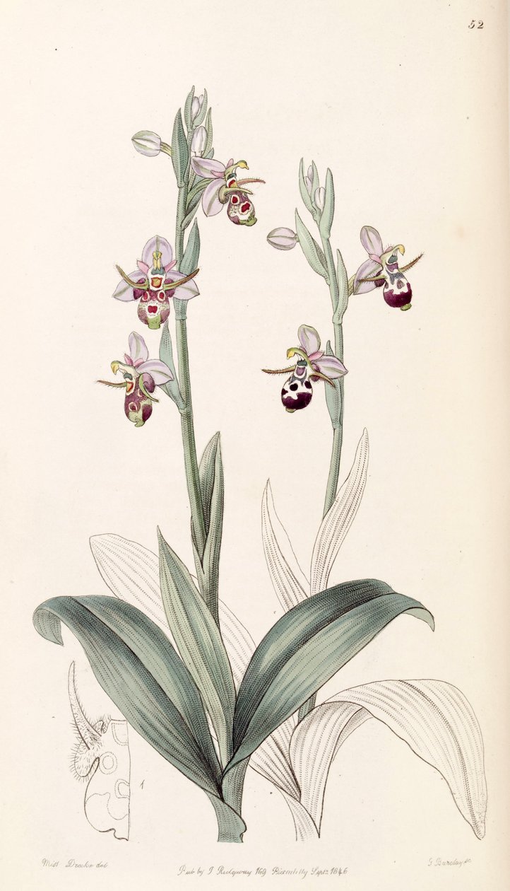 Ophrys scolopax subsp. cornuta - Miss Drake