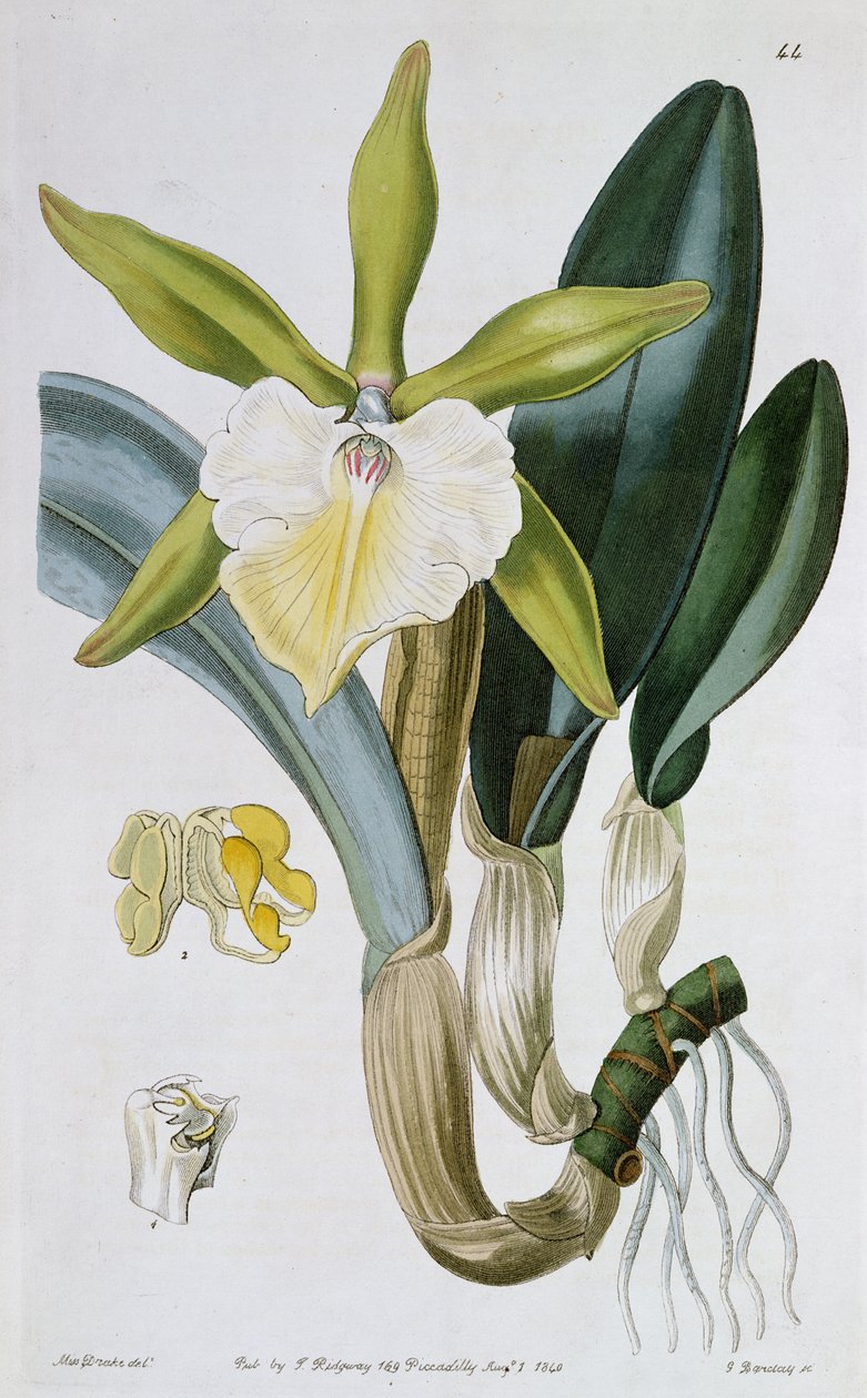 Orchidée : Brassavola glauca, publié par I. Ridgway, 1846 - Miss Drake