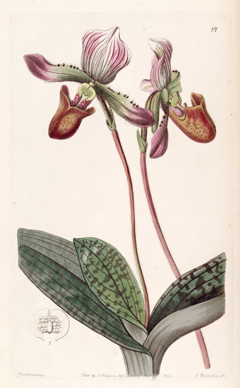 Paphiopedilum barbatum - Miss Drake