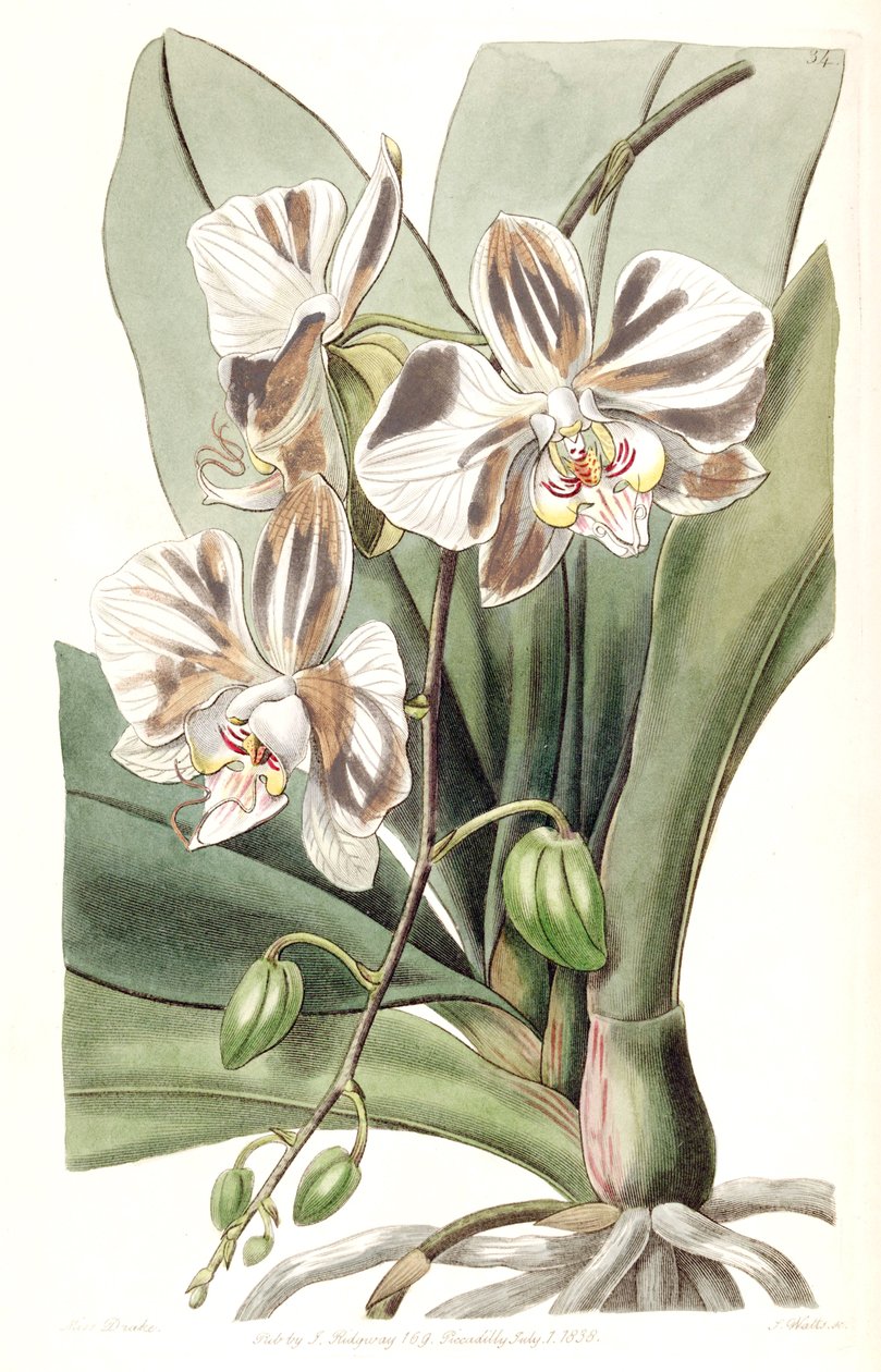 Phalaenopsis aphrodite subsp. aphrodite - Miss Drake