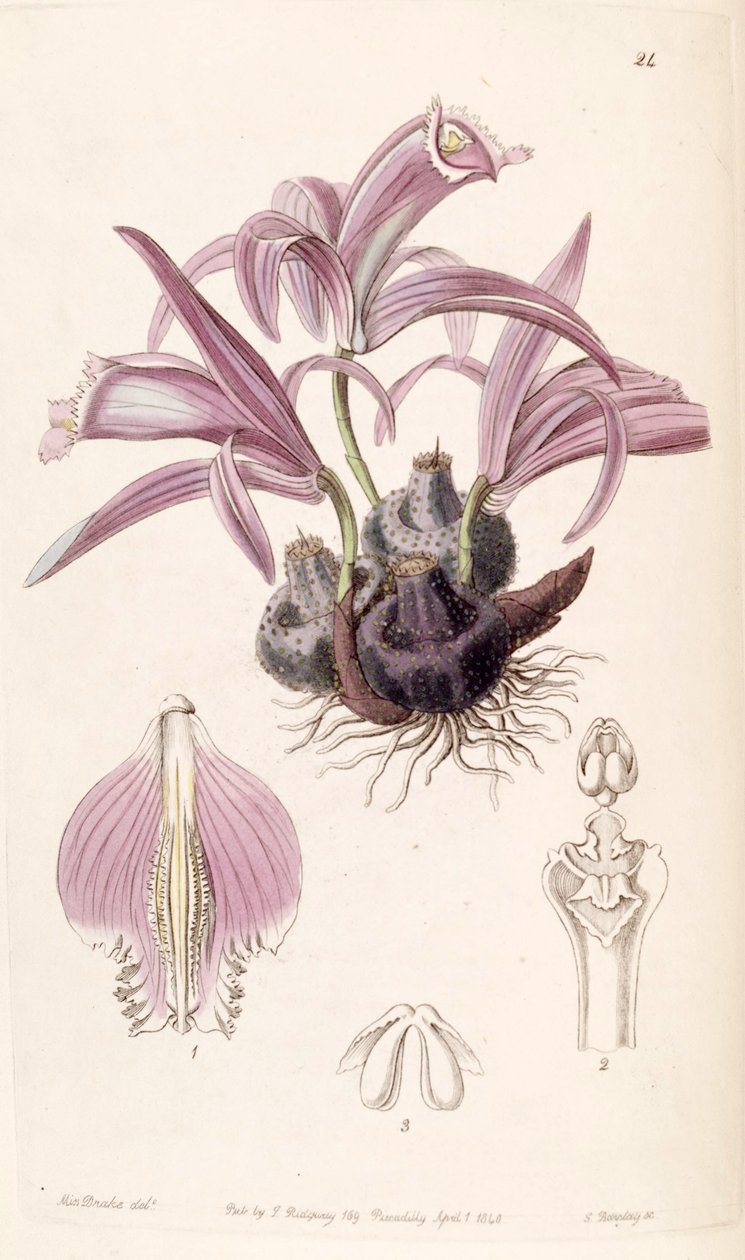 Pleione praecox - Miss Drake