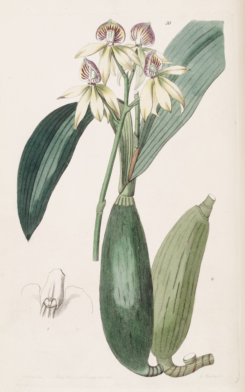 Prosthechea cochleata - Miss Drake